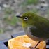 庭先のやって来る🐦小鳥や🐱子猫の色々