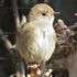 庭先のやって来る🐦小鳥や🐱子猫の色々