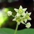 不老川河畔の四季 ～花を中心として～