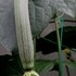 野菜　食べ物