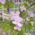 ココのお庭の花と山野草