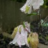 ココのお庭の花と山野草