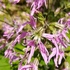 ココのお庭の花と山野草