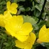 ココのお庭の花と山野草