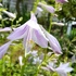 ココのお庭の花と山野草