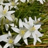 ココのお庭の花と山野草