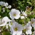 ココのお庭の花と山野草