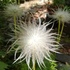 ココのお庭の花と山野草