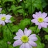 ココのお庭の花と山野草