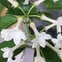 Madagascar jasmine 2017
