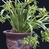 我が家の植物たち