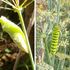 植物と虫（2017年から）