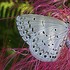 うちの草花・盆栽・山野草2018