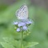 小さな庭のお花たち2017