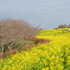 ミツバチの花めぐり