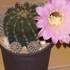 サボテン(cactus)