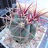 サボテン(cactus)