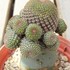 サボテン(cactus)