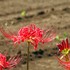 不老川河畔の四季 ～花を中心として～