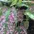 Hypoestes