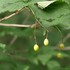 秋のダム湖周辺と、その近くの湿原を歩く