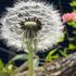 花の詩 🥀 記念日の花※ 私の好きな花の『花言葉集』