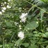 京都府立植物園の四季折々