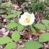 京都府立植物園の四季折々