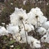 京都府立植物園の四季折々