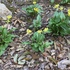 京都府立植物園の四季折々