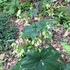 京都府立植物園の四季折々