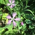 京都府立植物園の四季折々