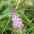 秋・・・海岸沿いや野山の草花（9月〜11月撮影）