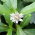 秋・・・海岸沿いや野山の草花（9月〜11月撮影）