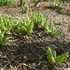 栽培棚を行ったり来たり山野草