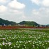 路傍で出会った花々 ～彩の国狭山、そしてその近郊の街々での出会い～