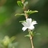 秋・・・庭に咲き季節を彩る花々(９月〜11月撮影）