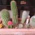 🌵No.1我家のサボテンたち🌵