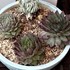 🌵No.1 我家の多肉植物たち🌵