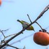 秋冬の実物を撮ってみた！　～赤やら、黄色やら、カラフルな実物の饗宴～