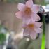 花のインテリア🥀花を活ける( 野辺で見つけた花&我が家の庭の花樹&花屋さんの花)