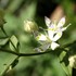 湿原の秋　Ⅱ　トリカブト、リンドウ、赤いソバの花