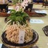 京都府立植物園イベント集