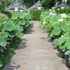 京都府立植物園イベント集