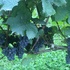 ワイナリー葡萄収穫作業
