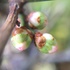 開花を待つ蕾たち ♪