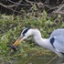 外出先　で　出会った鳥達