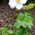 栽培棚を行ったり来たり山野草