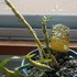 室内で生育中の植物たち