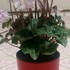 室内で生育中の植物たち